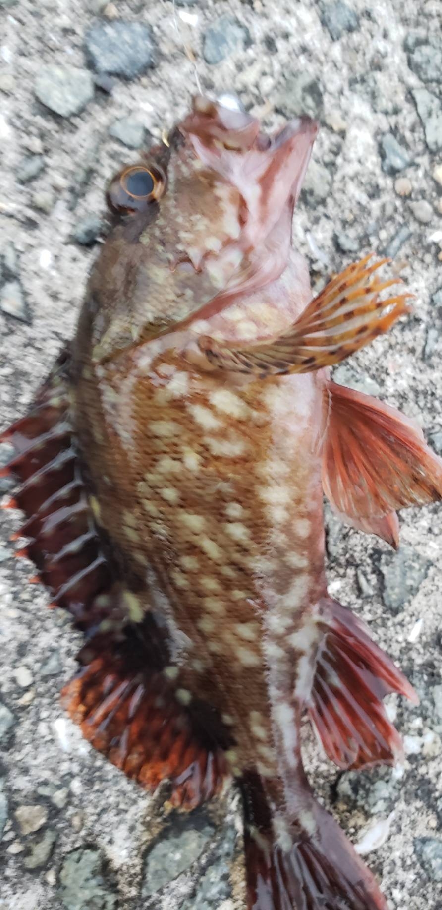 アジ探し@泉佐野