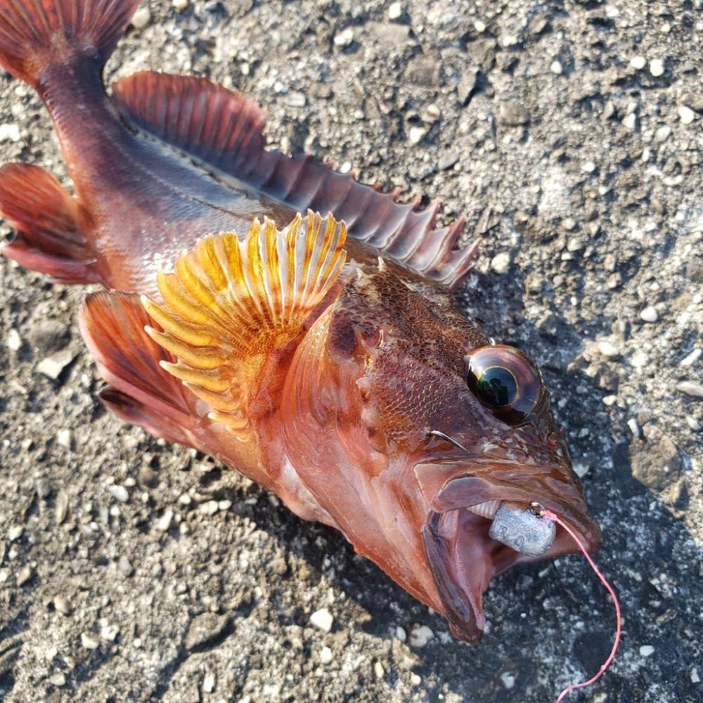 釣れない時はロックフィッシュ釣行