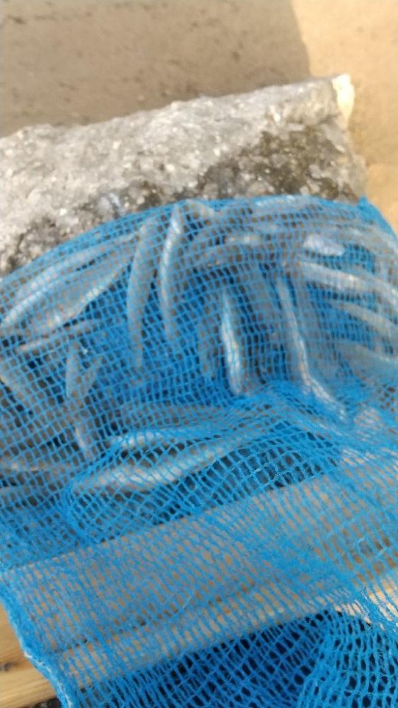 デキハゼ～ベビーホタテトライ