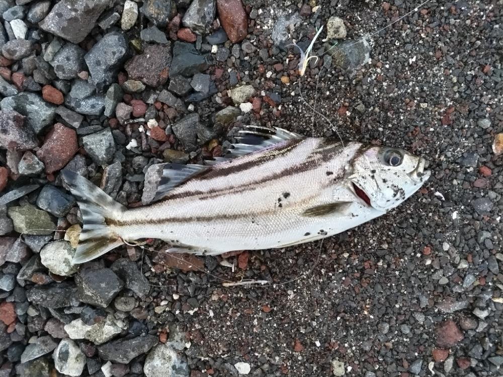 コトヒキ釣れました。