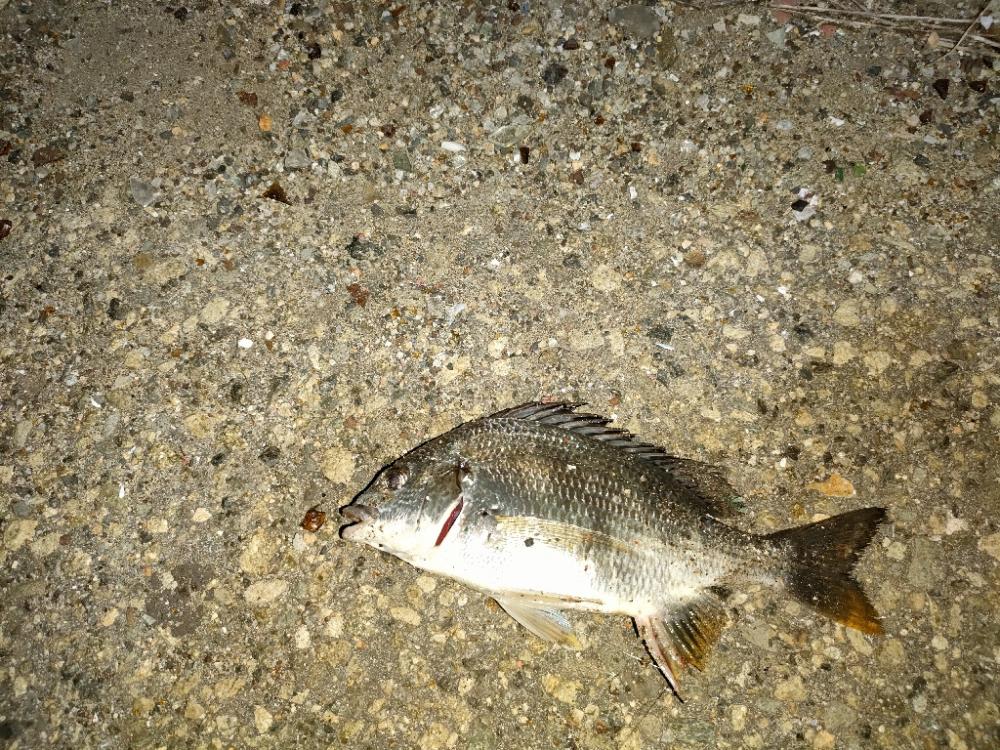 キビレ後セイゴ