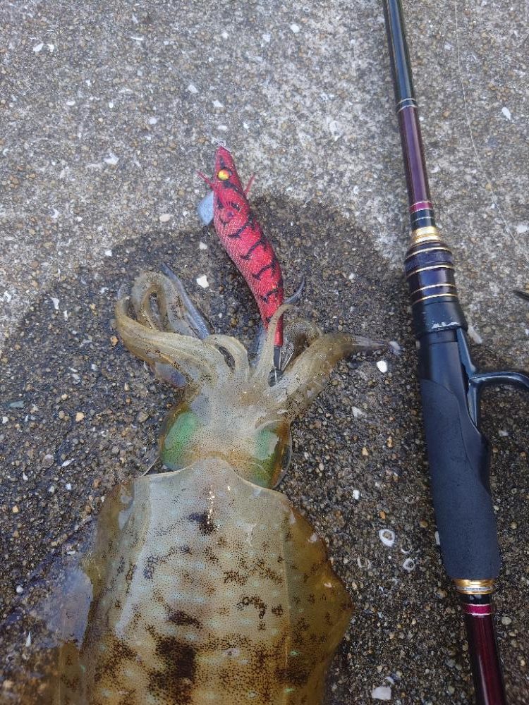 夕マズメエギングIN対馬