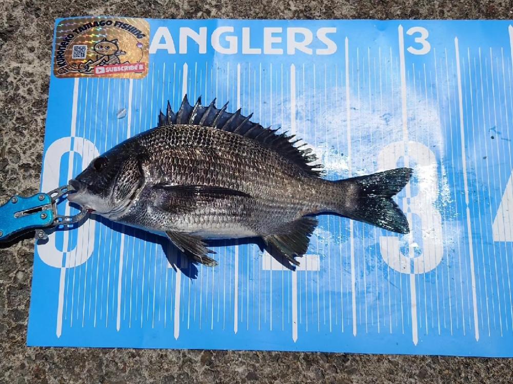 ふかせ釣り第5戦💦