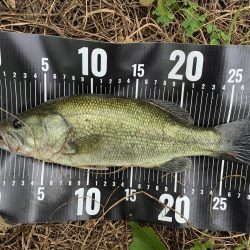 ブラックバス29センチ