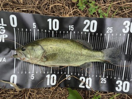 ブラックバス29センチ