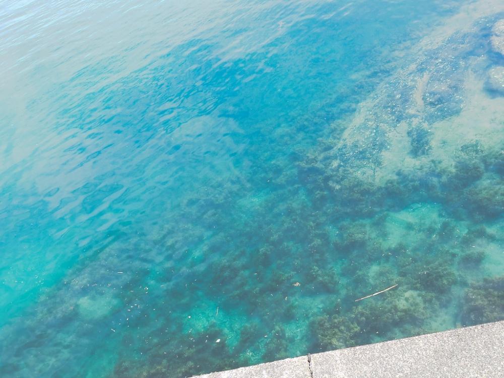 アカハタいたっ！！