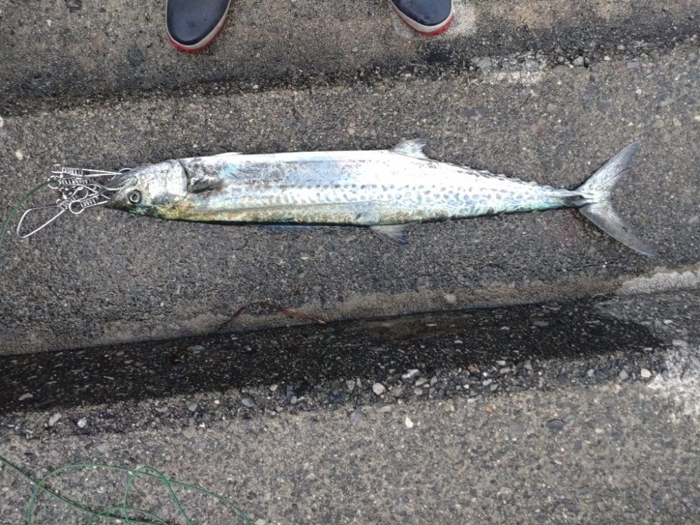 ブローウィン140J　フォールトリック⁉️