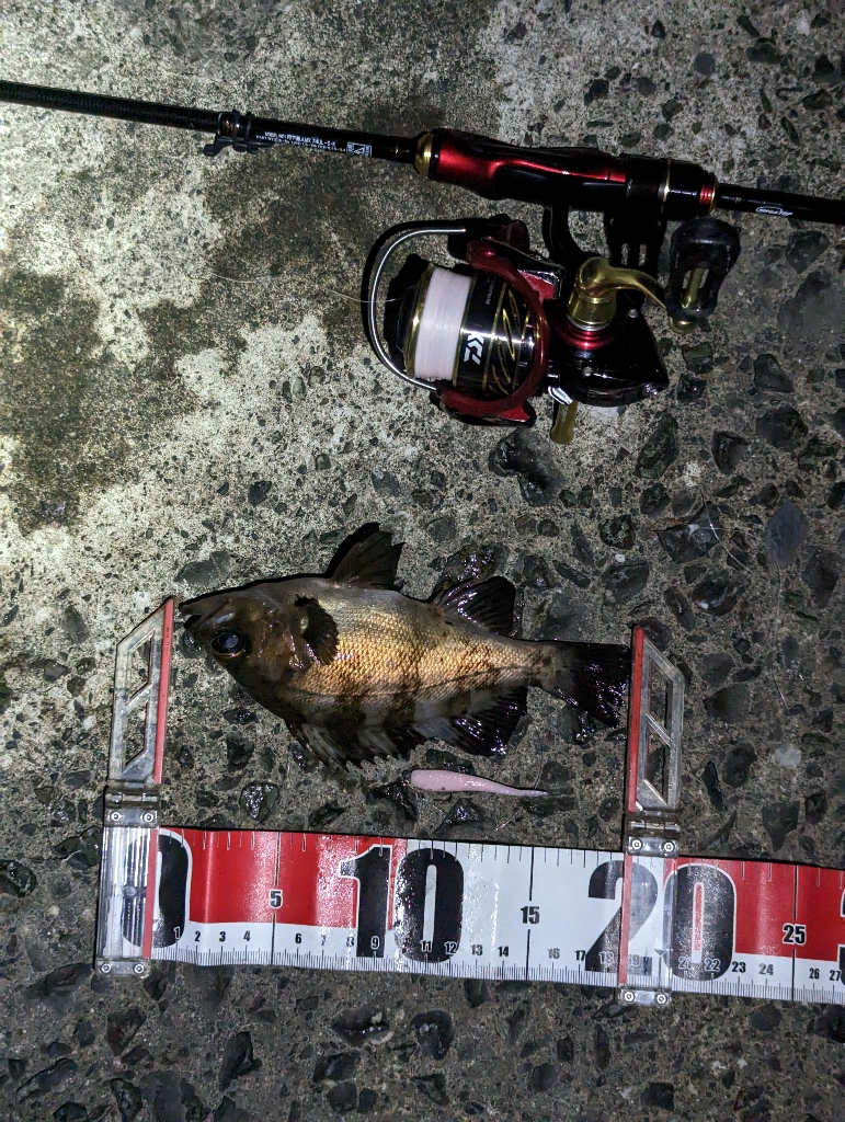 釣り日和と釣果の相反