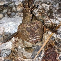 オニオコゼ！ケンサキ（）