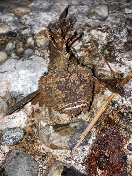 オニオコゼ！ケンサキ（）