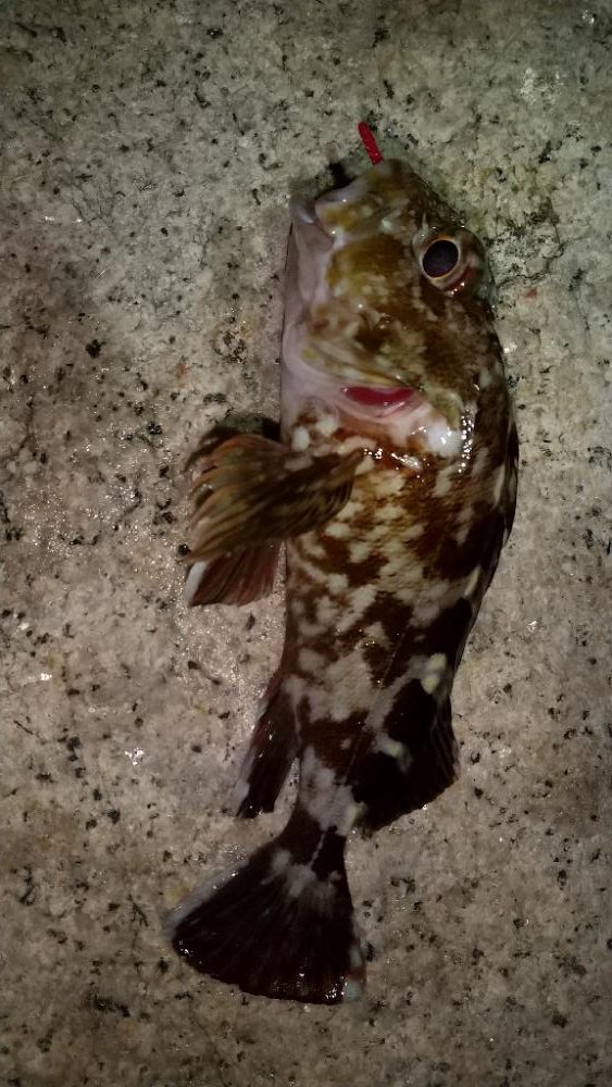 メバルを求めて