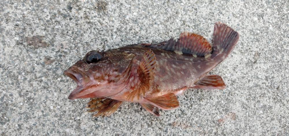 探り釣り