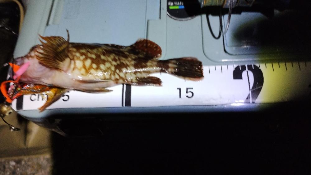 久しぶりのマイラバ