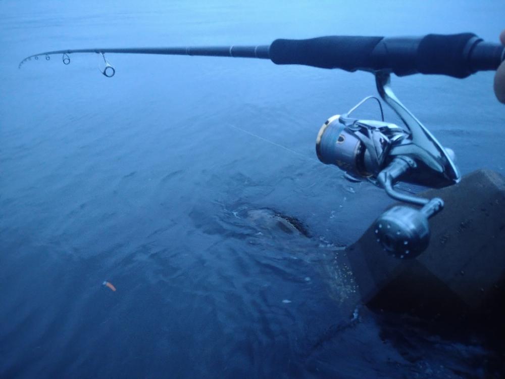 早朝シーバスゲーム