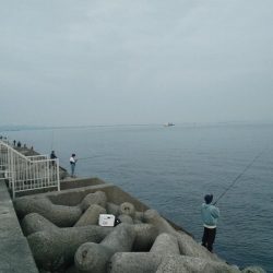 ブリ釣れました。