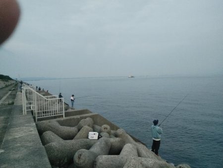 ブリ釣れました。