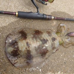 ランガンエギングIN対馬