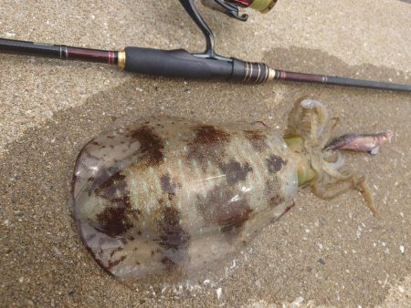 ランガンエギングIN対馬