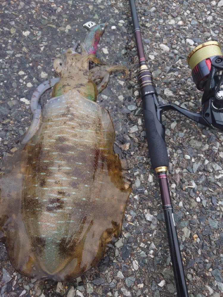 短時間エギングIN対馬