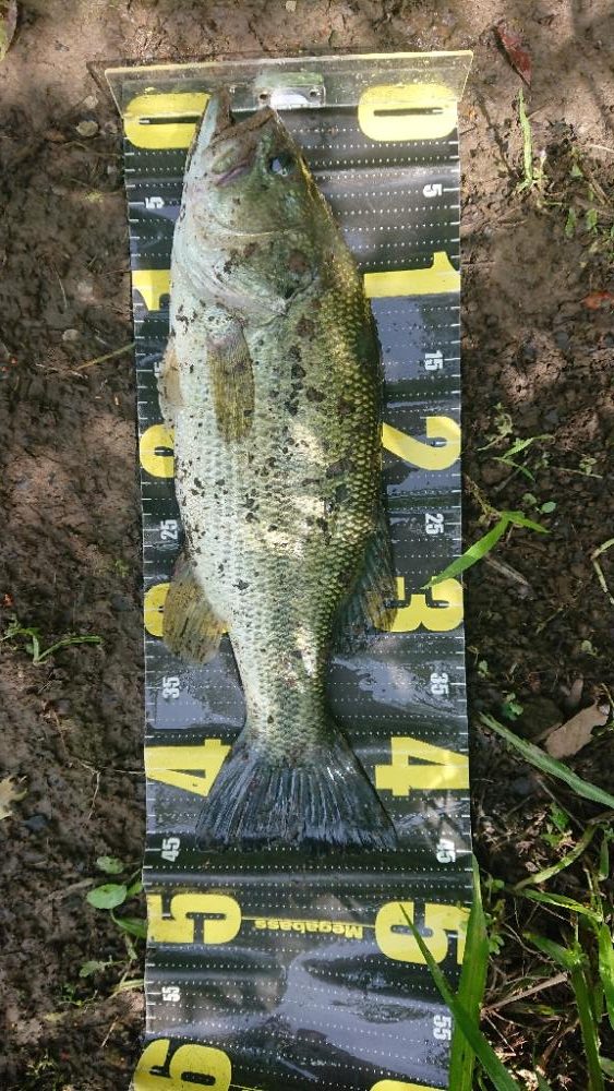 5本リミットメイク