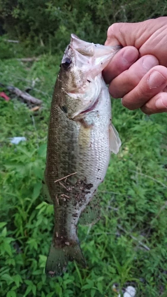 パワーフィネスで2本