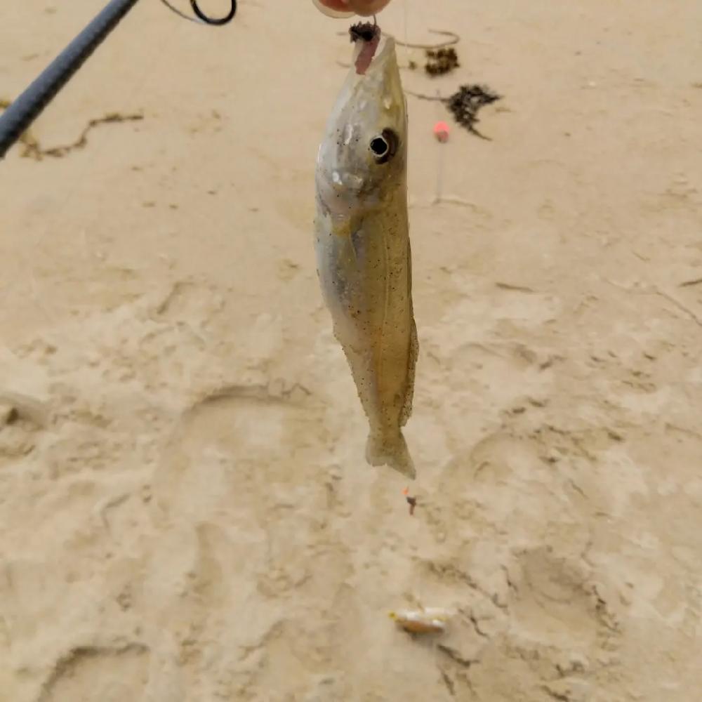 キス釣りにビッグな客人