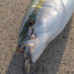 信頼と実績のセットアッパーで青物