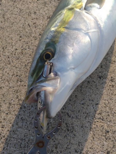 信頼と実績のセットアッパーで青物