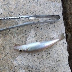 室津のキス釣り