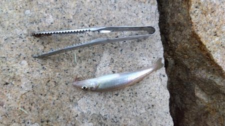 室津のキス釣り