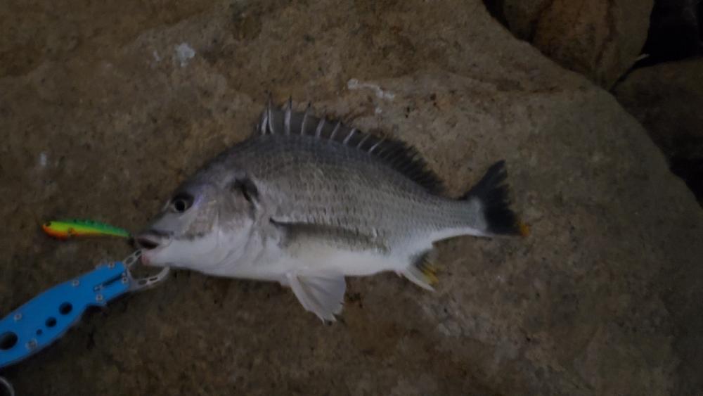 チヌ-ボラのダブルツ抜け