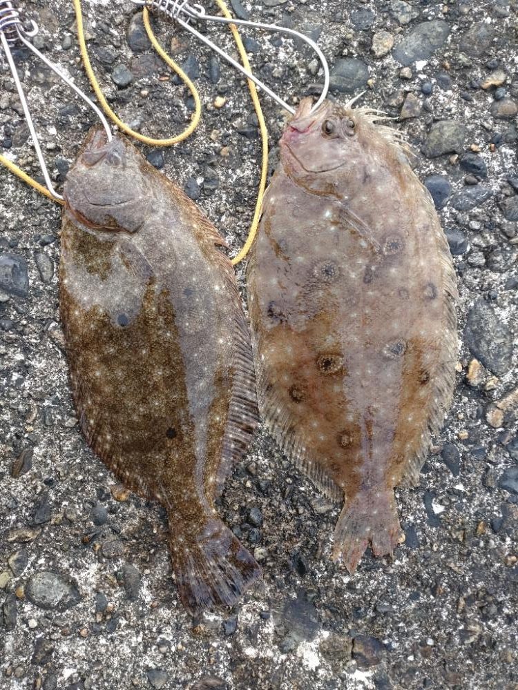 ヒラメ1枚、突変カレイ1枚！キジハタ、あなはぜ！