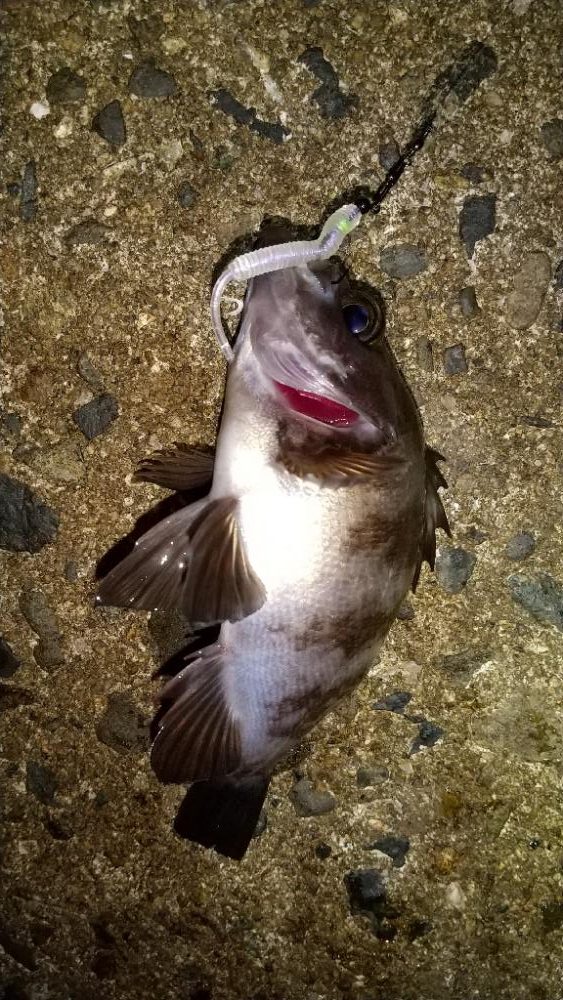 メバルを求めて