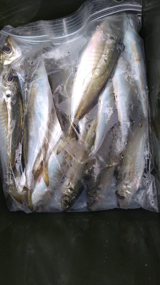 久しぶりの鳥取港釣行