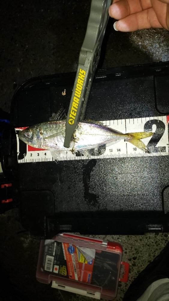 産卵絡みのアジ