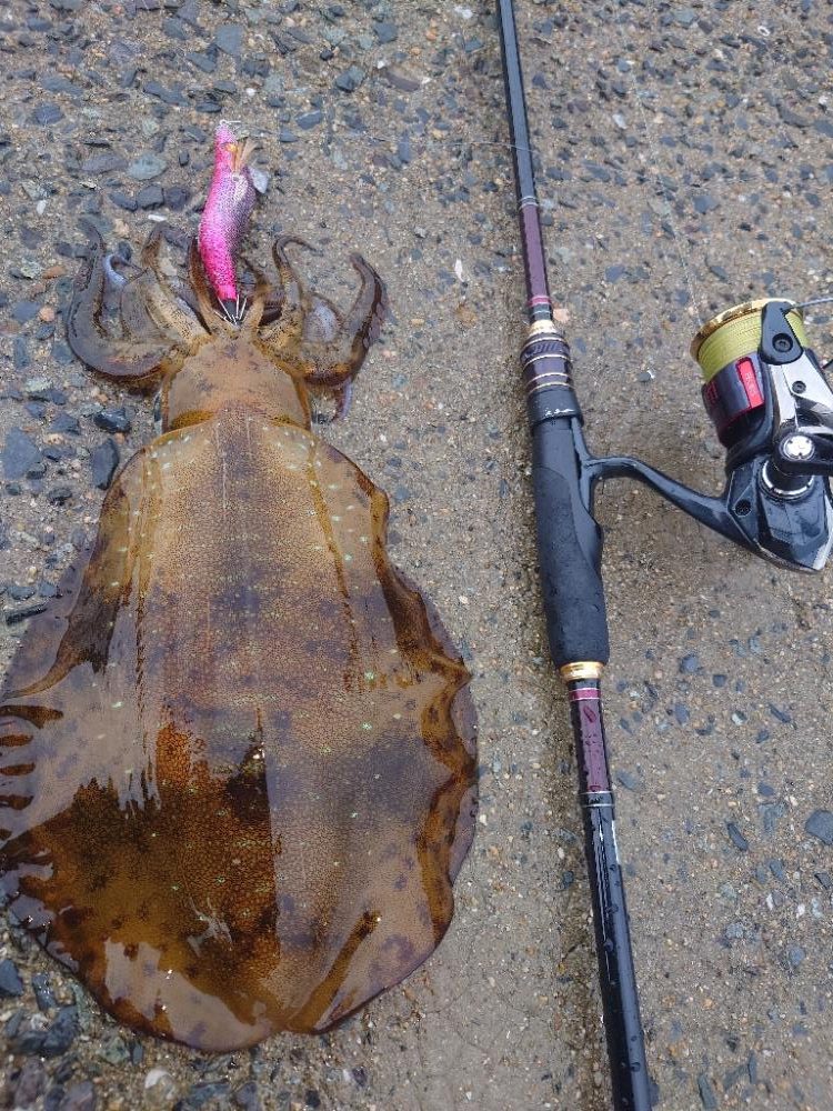 雨エギングIN対馬
