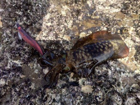 短時間エギングIN対馬