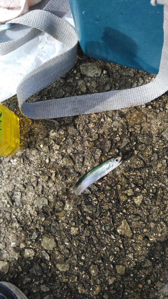 豆アジパート2す