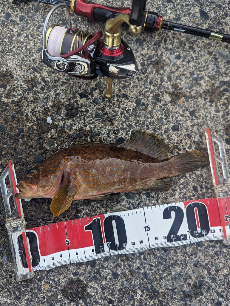 本命3種の欲張り釣行