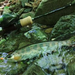 雨で増水した谷へ ～長良川水系～