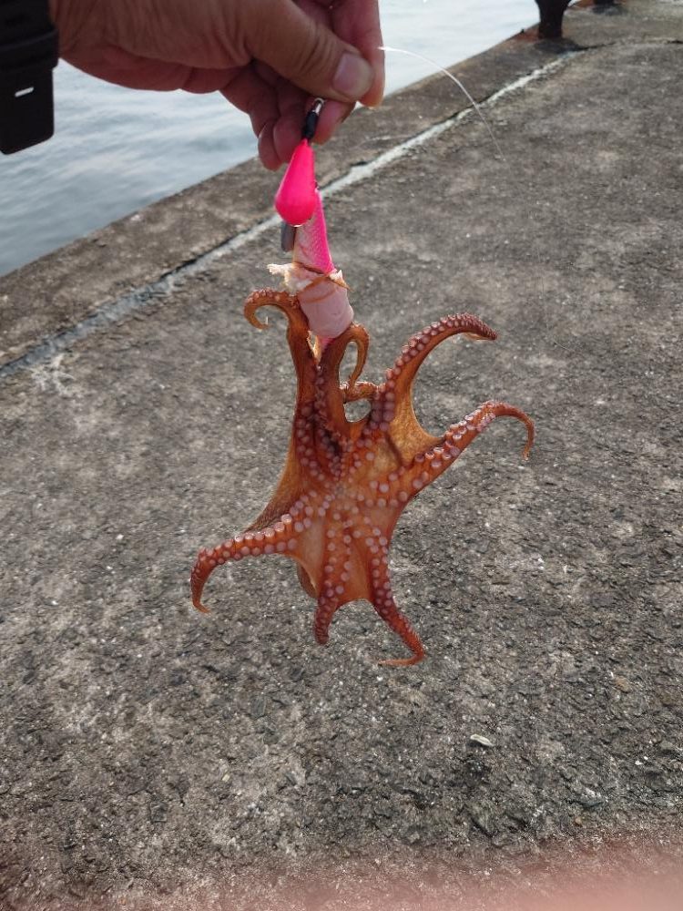 今年初青物&最高記録&初タコ