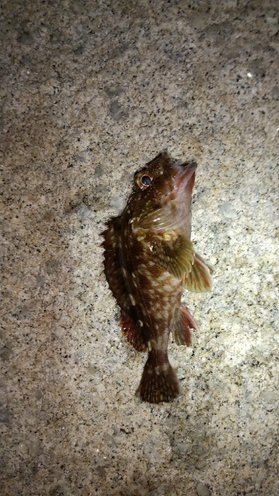 やっとメバルが釣れました。