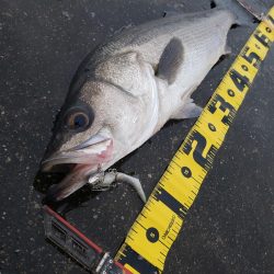 御無沙汰、鱸さん!