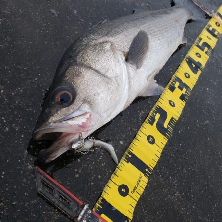 御無沙汰、鱸さん!