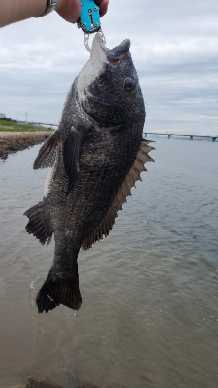 チヌは叩くー