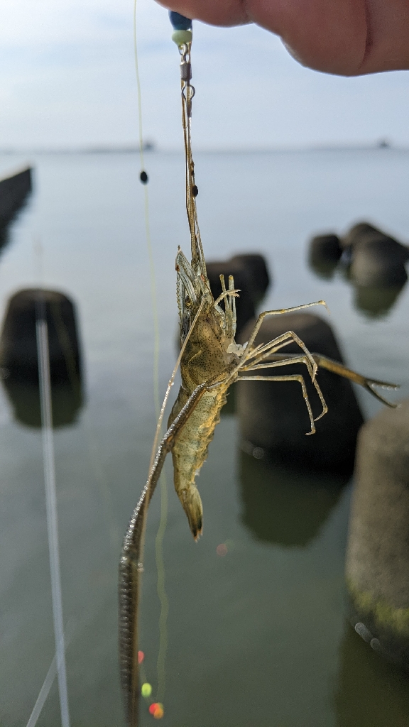 霞ヶ浦 テナガエビ 束越え