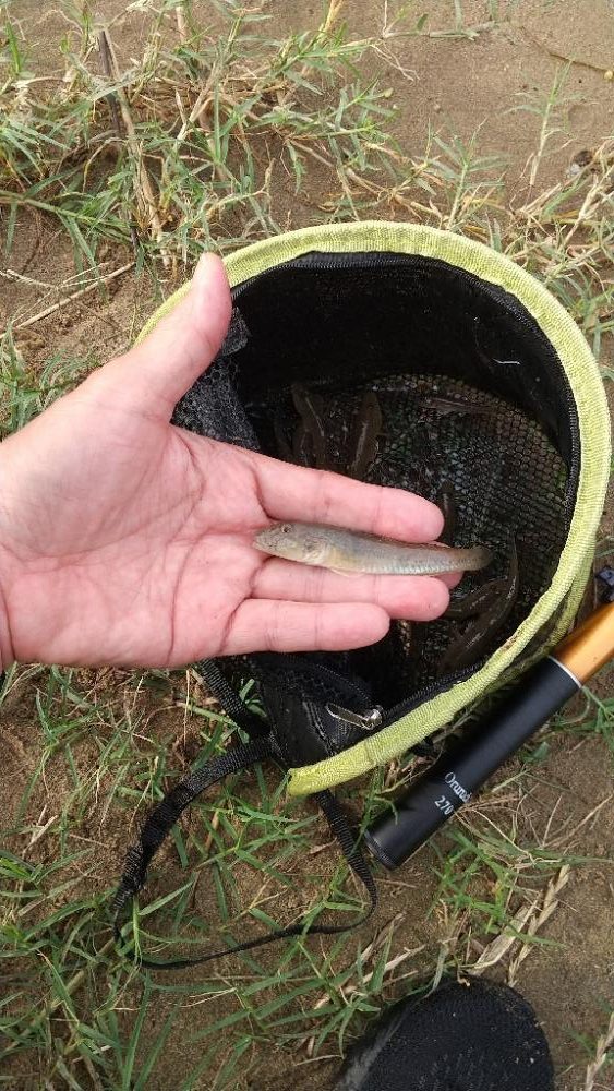 ウロコ付け〜ハゼ