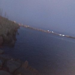 今年初タコは新子