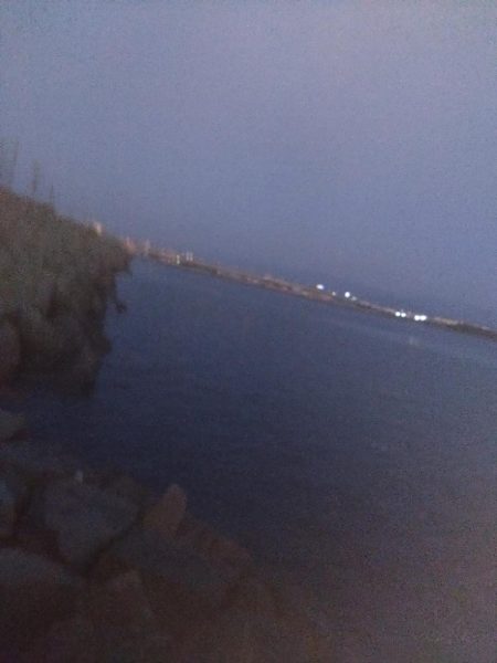 今年初タコは新子