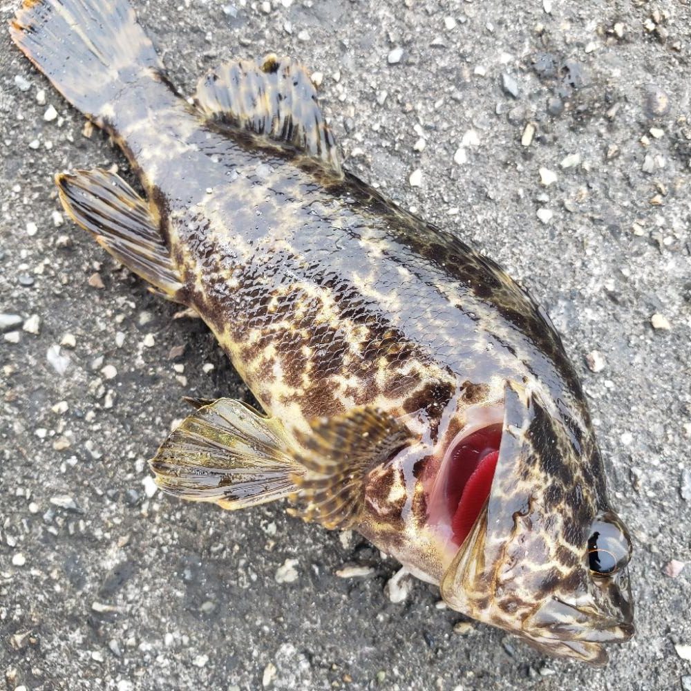 ロックフィッシュ釣行